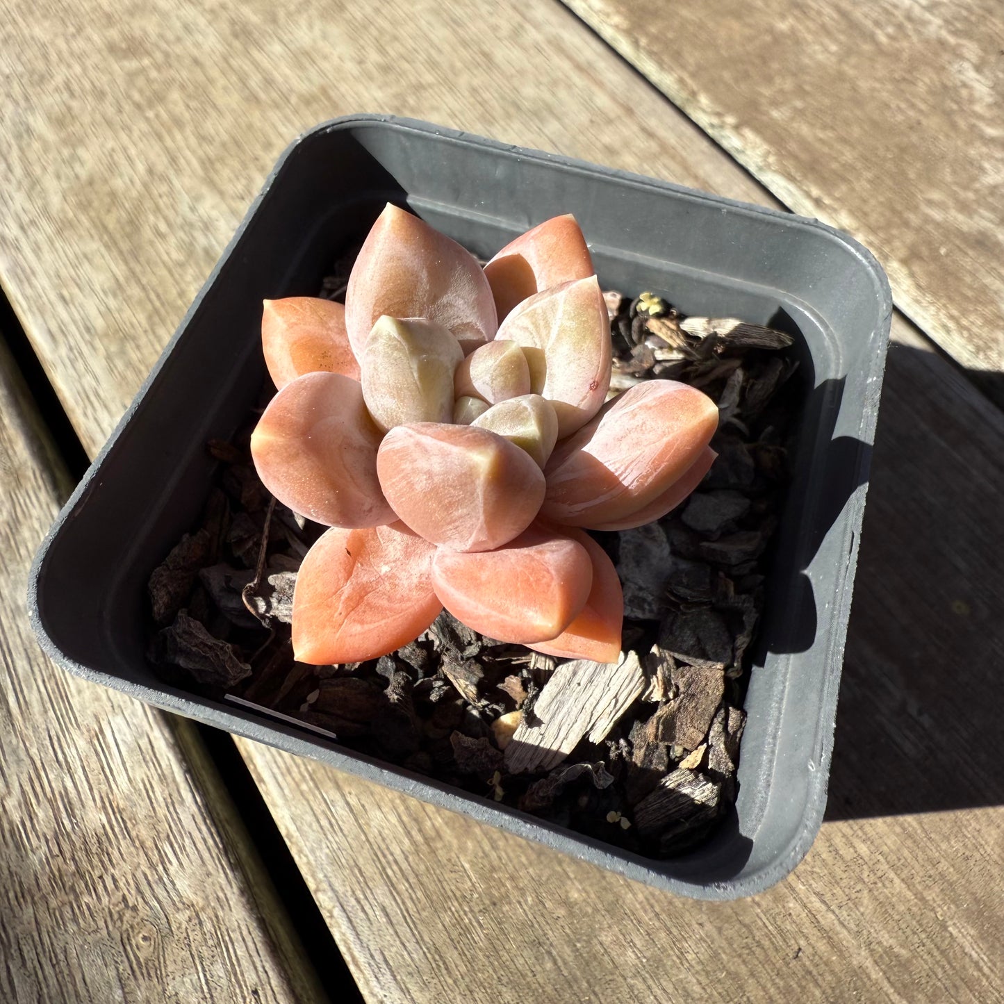 1908 Pachyveria Blue Finger