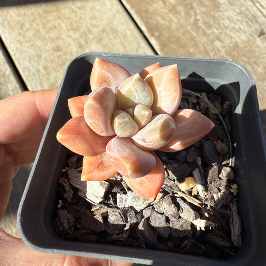 1908 Pachyveria Blue Finger