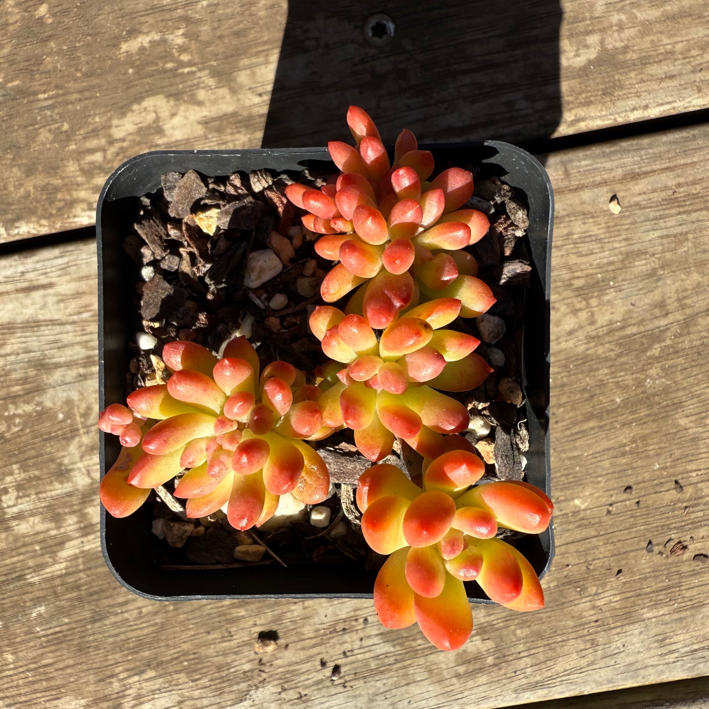 1908 Sedum Corynephyllum Crested