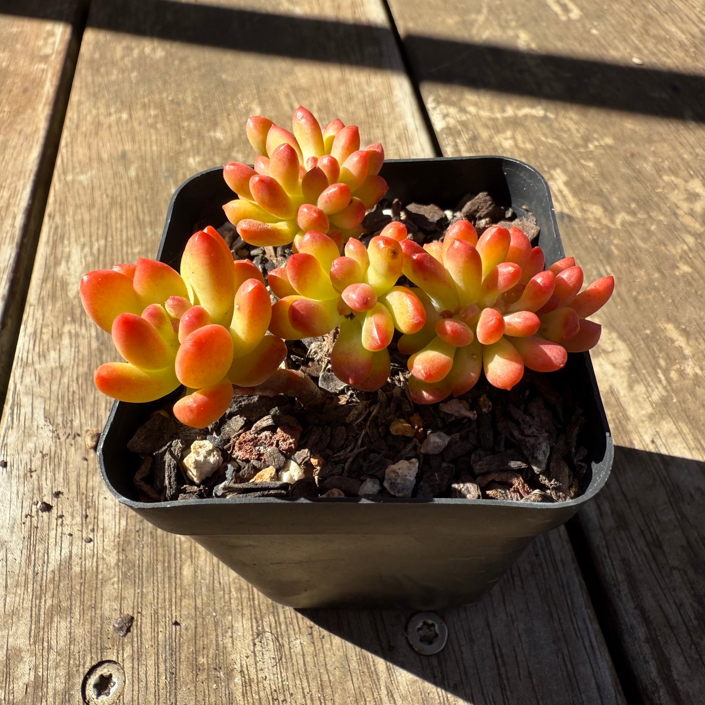 1908 Sedum Corynephyllum Crested