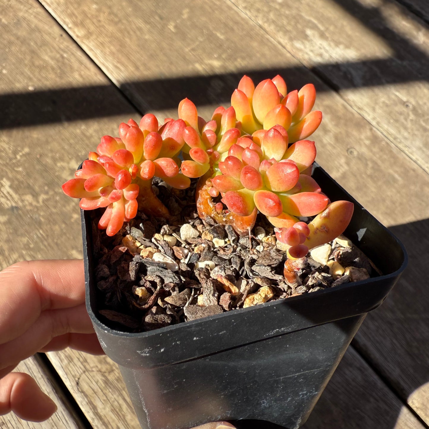 1908 Sedum Corynephyllum Crested