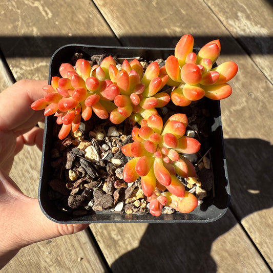 1908 Sedum Corynephyllum Crested