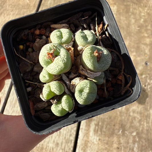 2005 Conophytum sp.