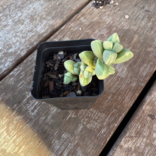2005 Corpuscularia Lehmannii Variegata