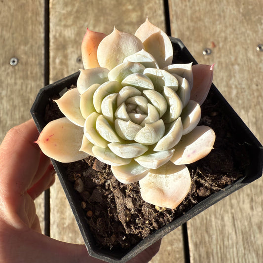 2005 Echeveria Big Blue
