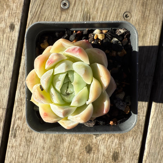 2005 Echeveria Elegans 'Alba' aka White Elegans