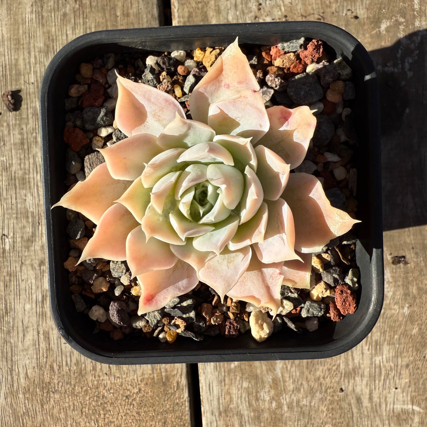2005 Echeveria Lucy