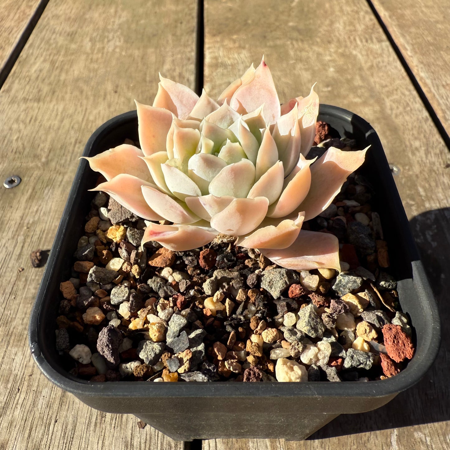 2005 Echeveria Lucy