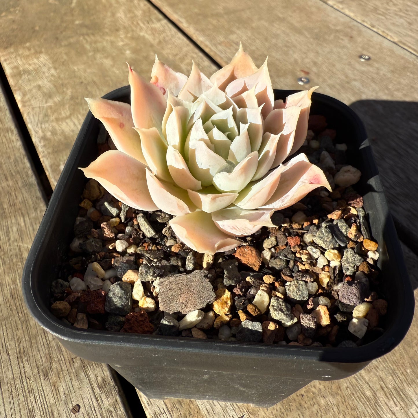 2005 Echeveria Lucy