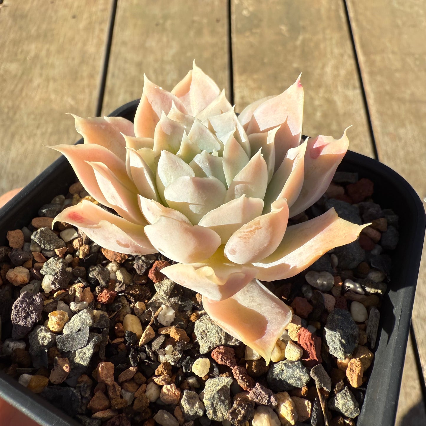 2005 Echeveria Lucy