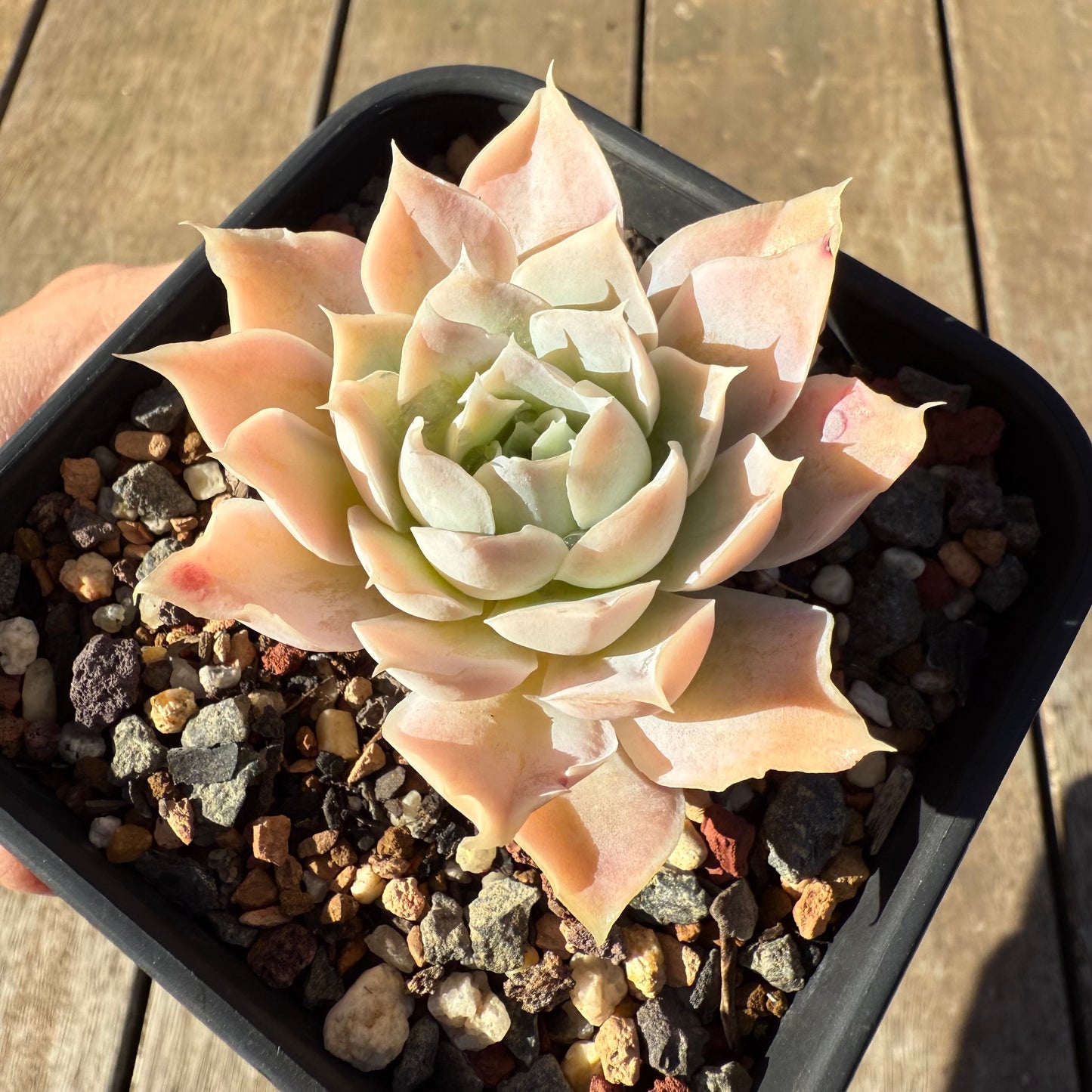 2005 Echeveria Lucy