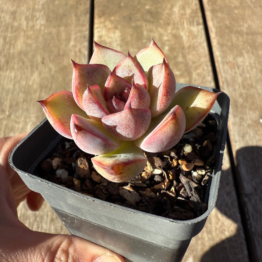 2005 Echeveria Black Forest