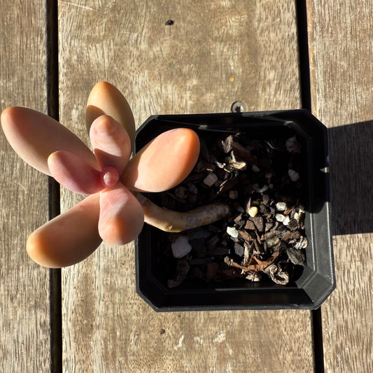 2005 Pachysedum Ganzhou