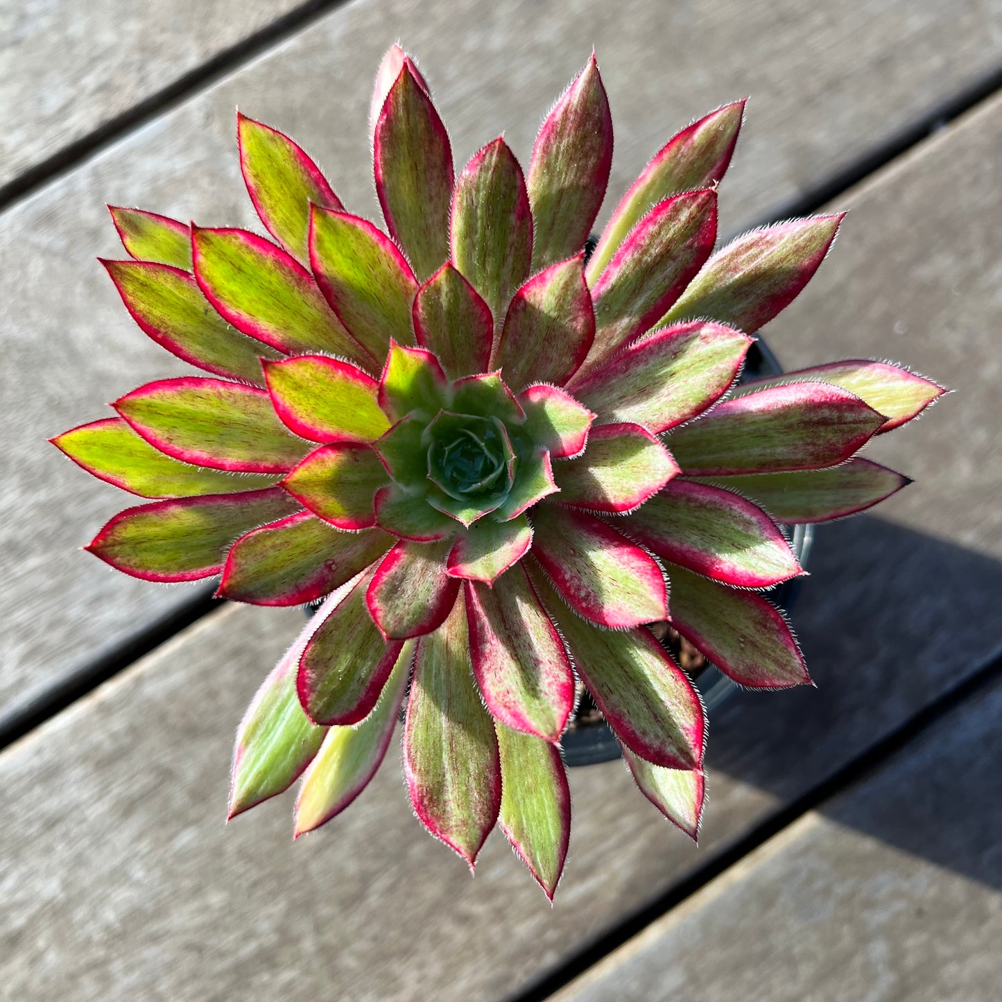 2008 Aeonium Peacock Variegated