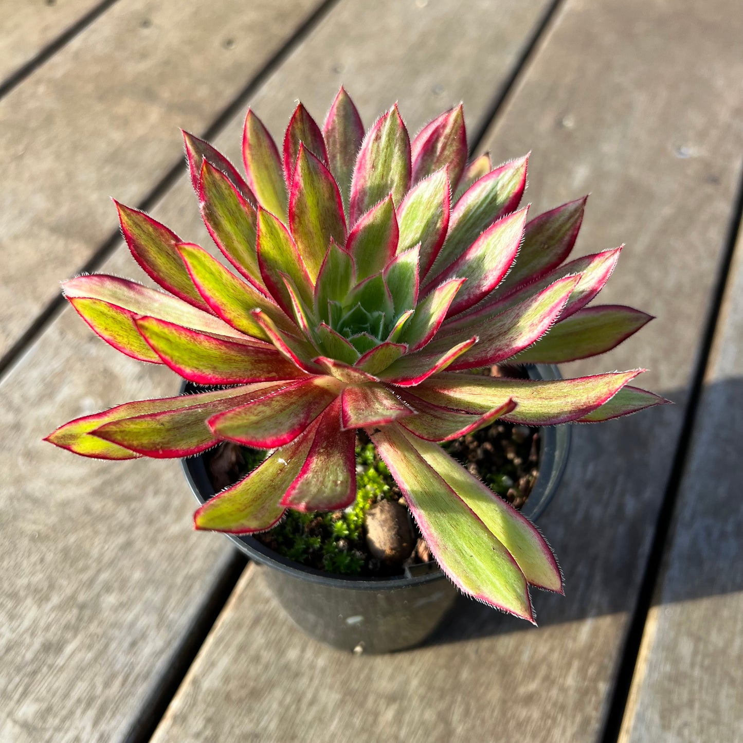 2008 Aeonium Peacock Variegated