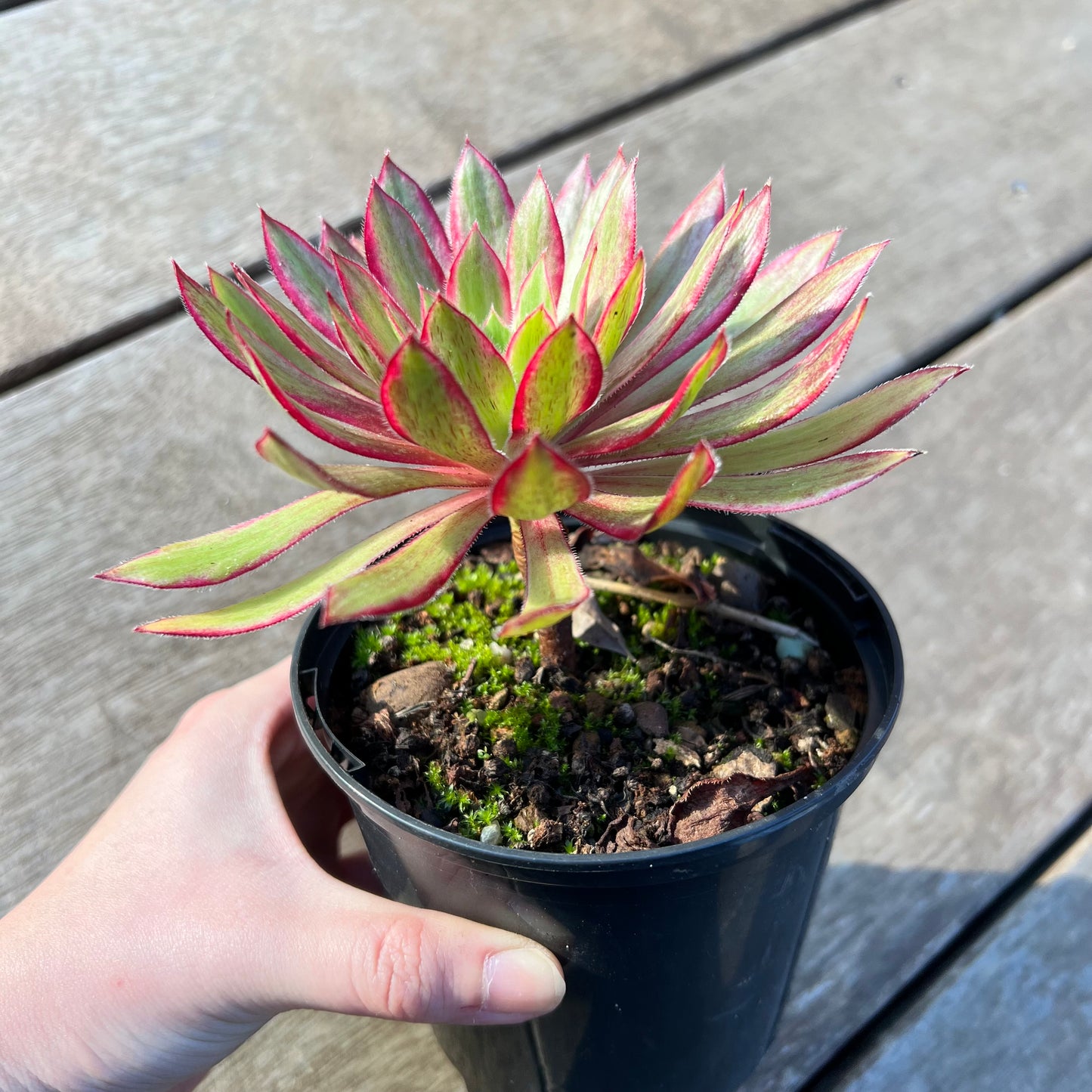 2008 Aeonium Peacock Variegated