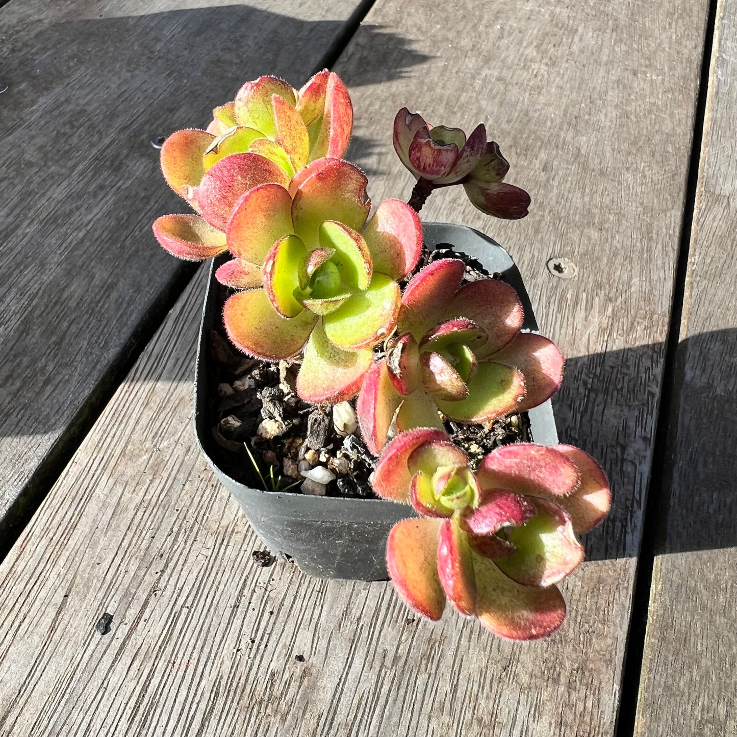 2008 Aeonium Saundersii