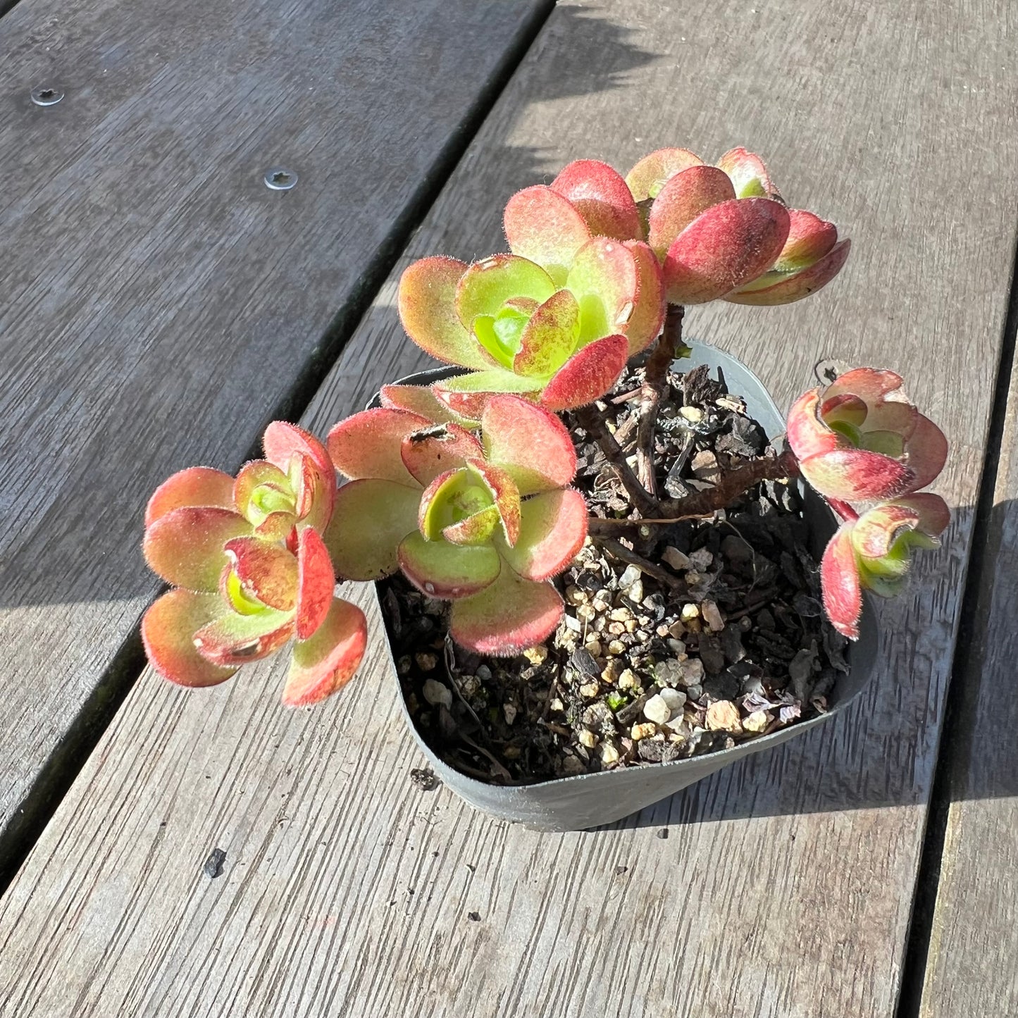 2008 Aeonium Saundersii