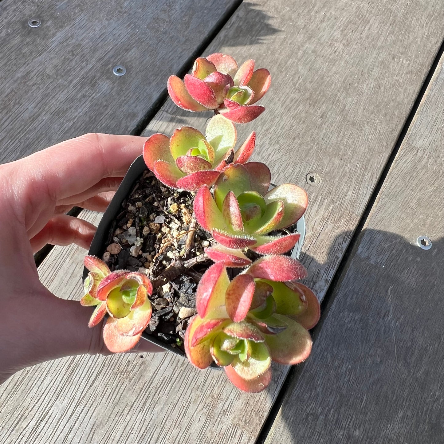 2008 Aeonium Saundersii