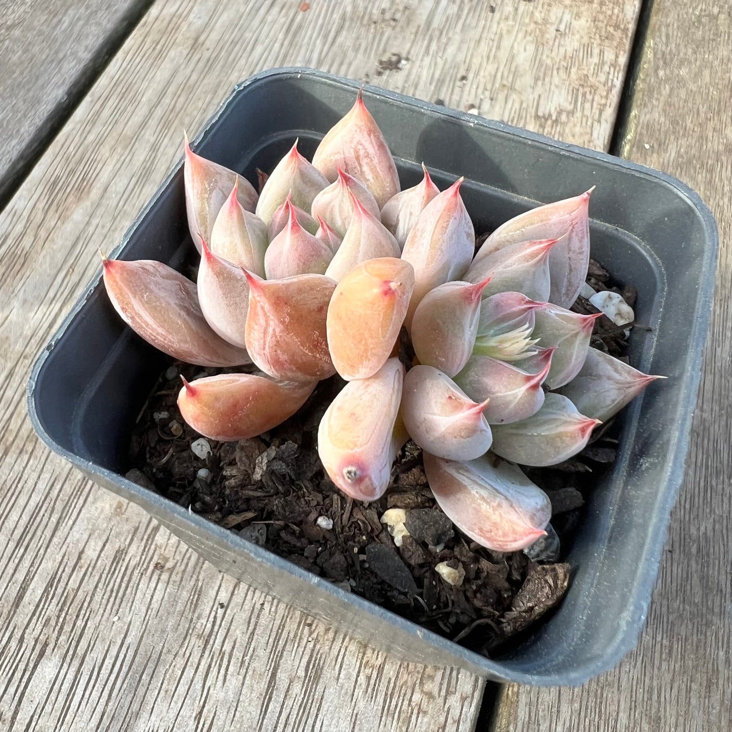 2008 Echeveria Beris