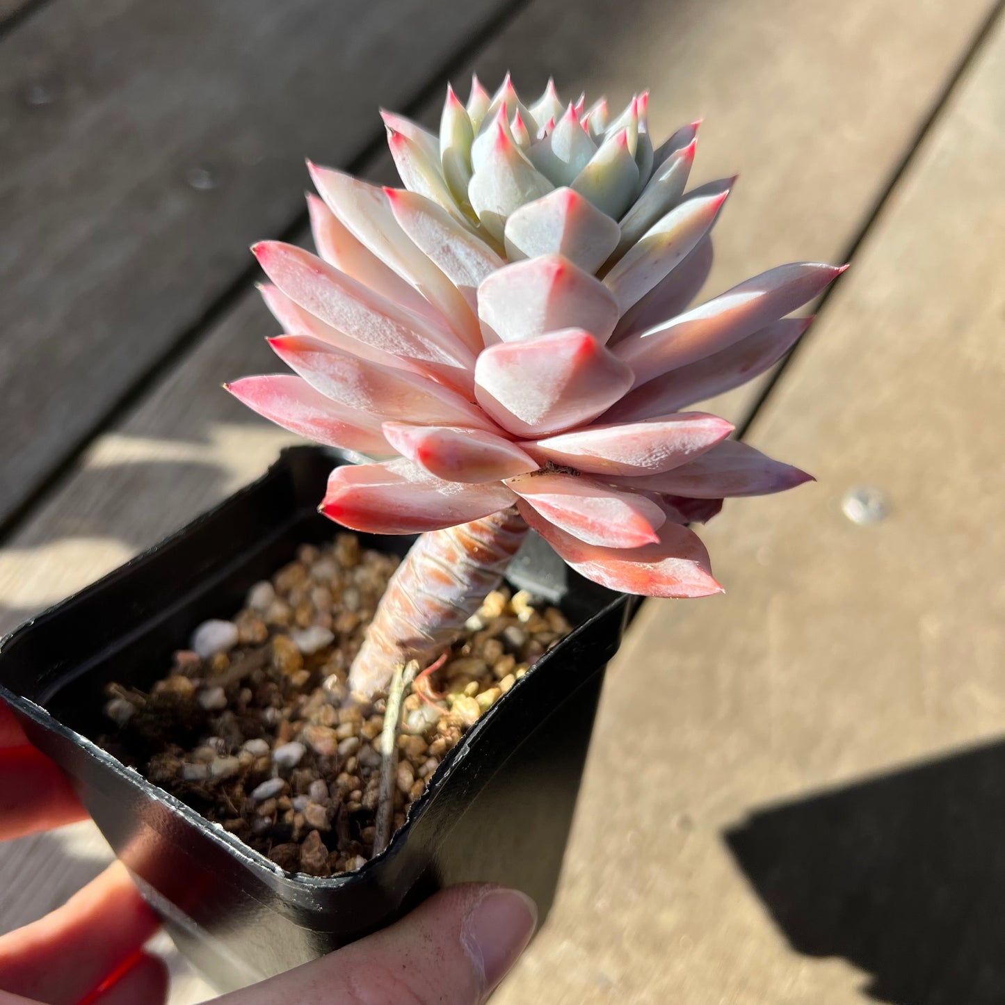 2008 Echeveria Blue Bird