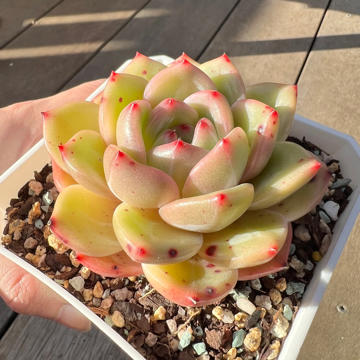 2008 Echeveria Charlotte / Shallot Champagne