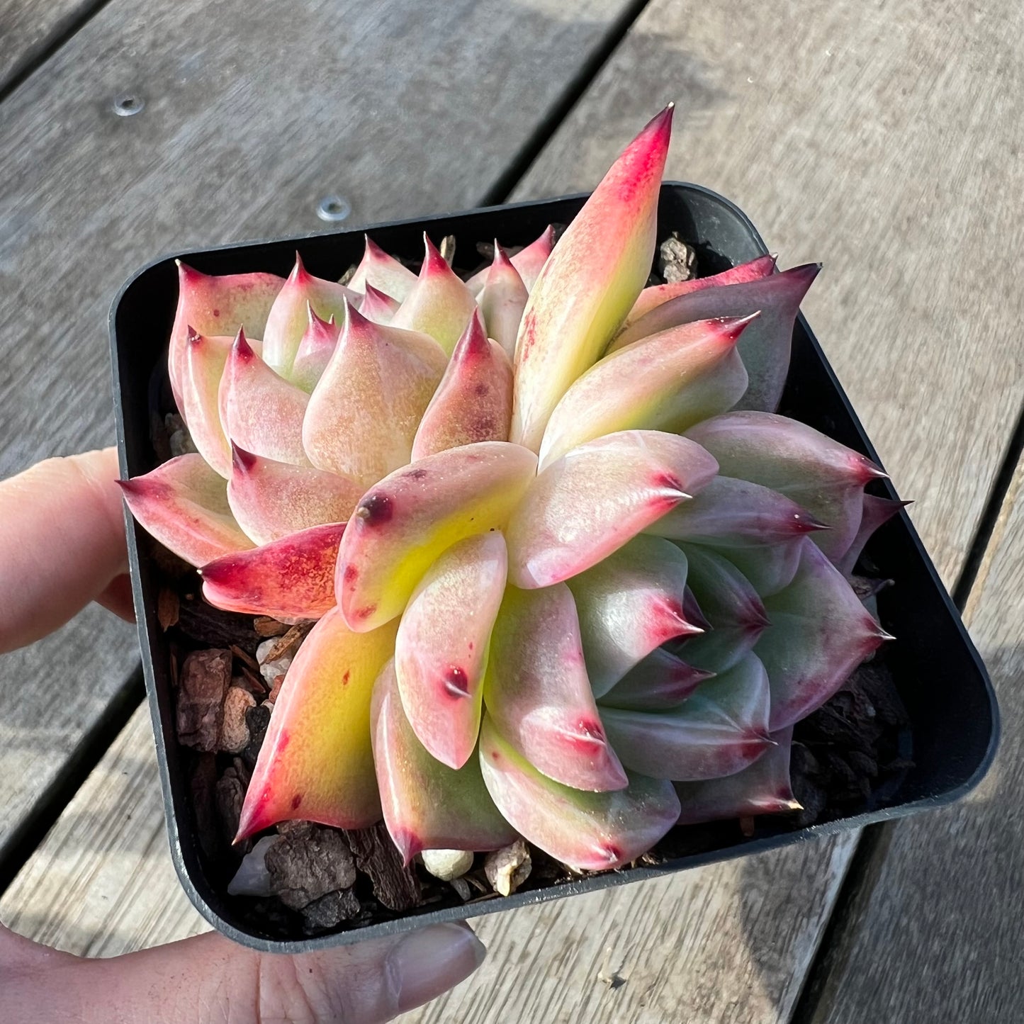 2008 Echeveria Fu Lola (double)