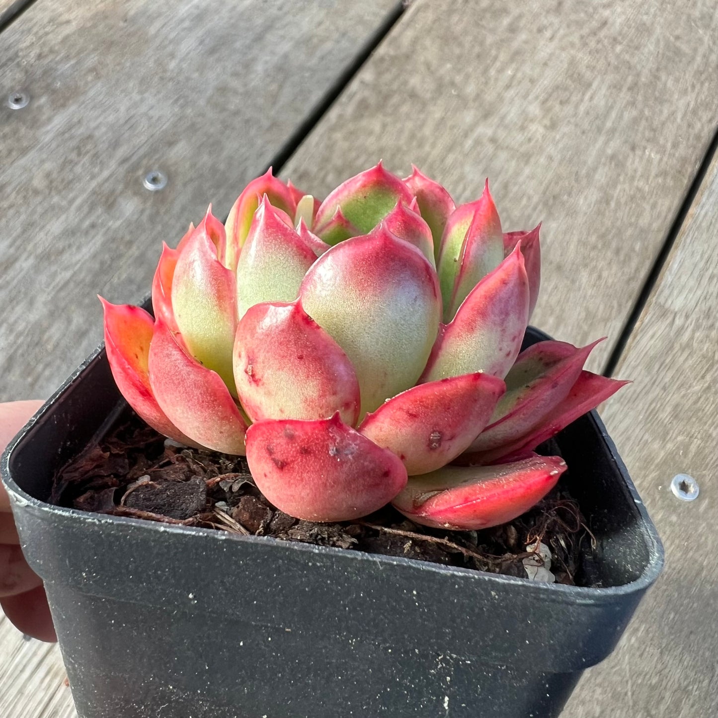 2008 Echeveria Ice Tea