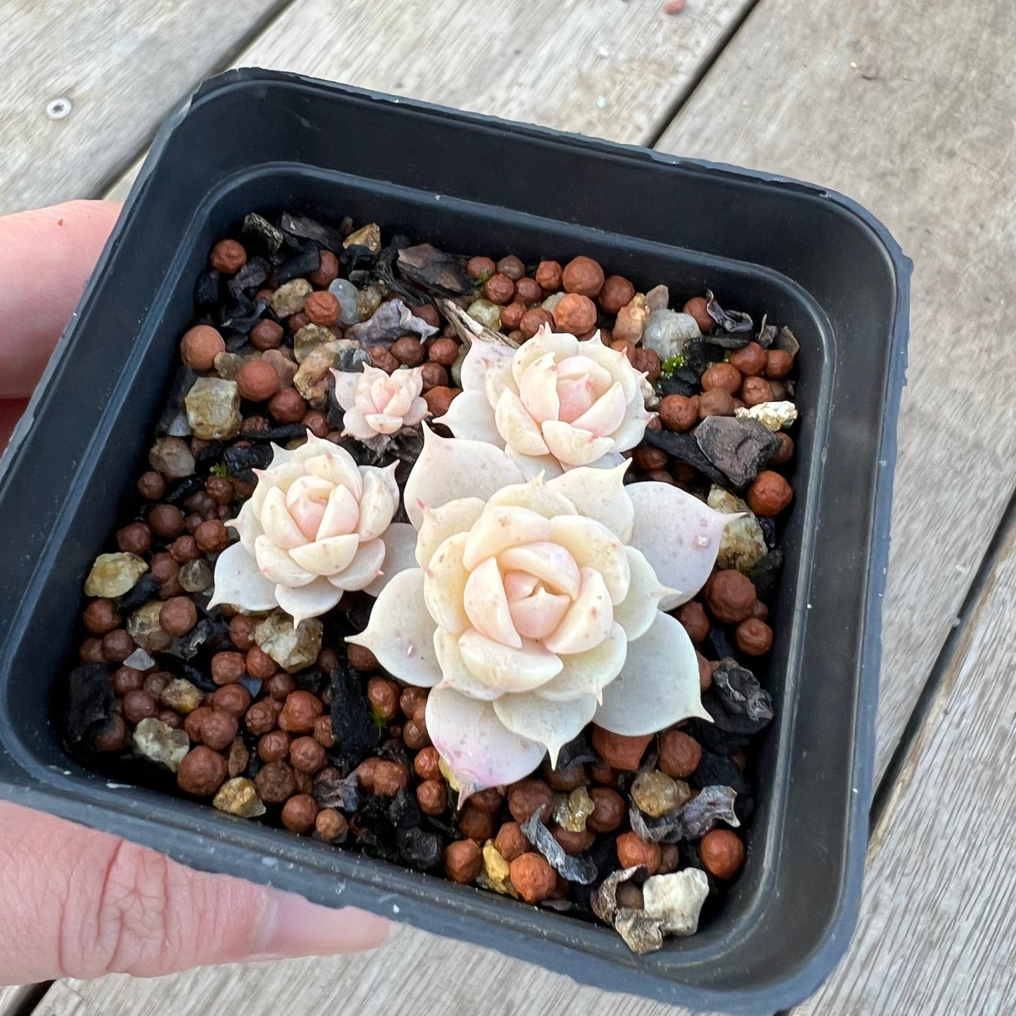 2008 Echeveria Lola (clump)