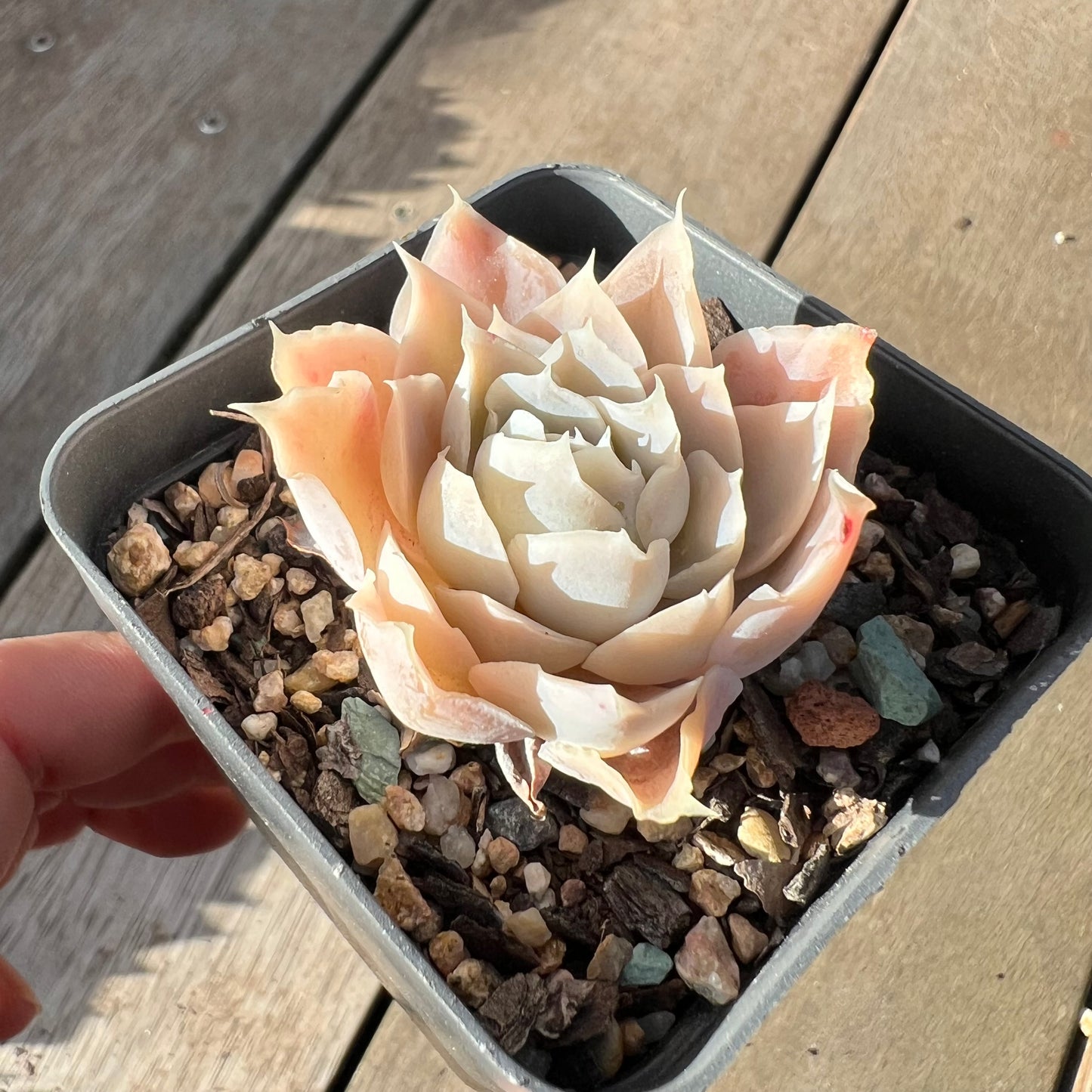 2008 Echeveria Lucy