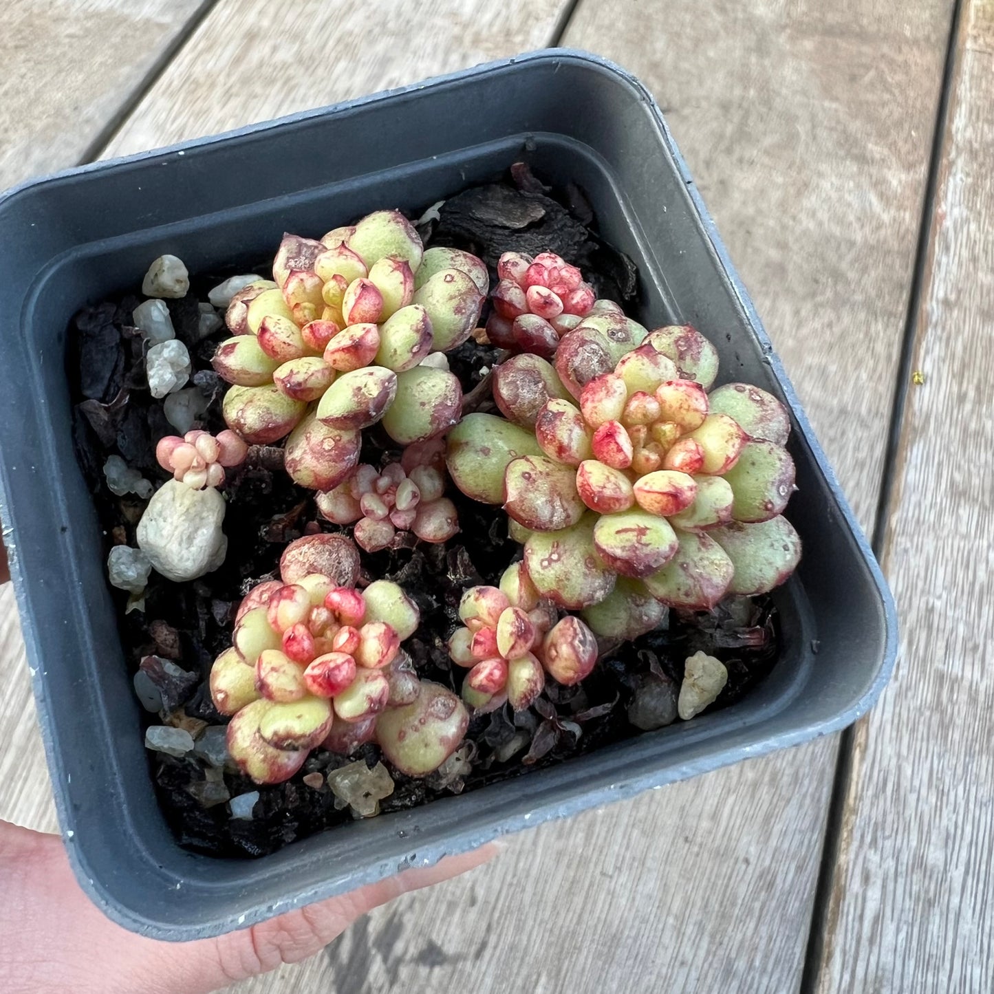 2008 Echeveria Nocturne (clump)