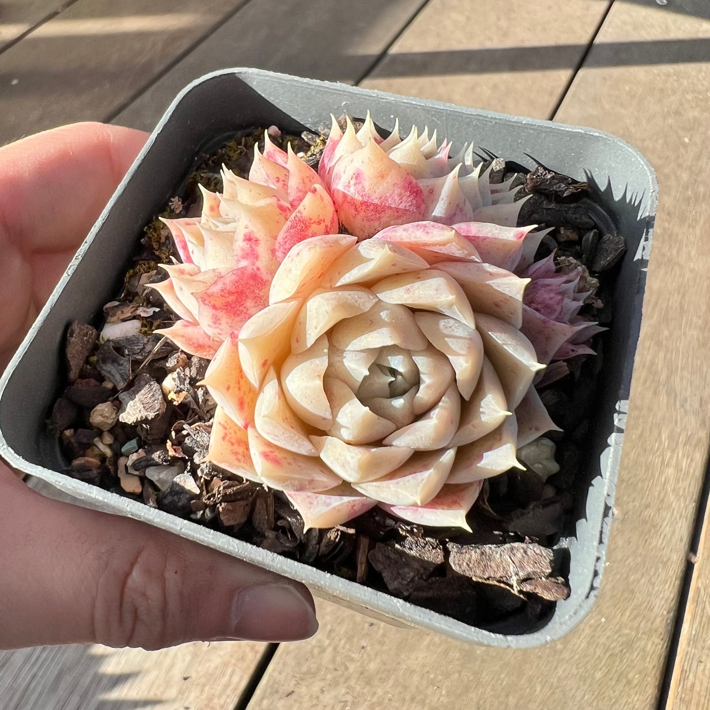 2008 Echeveria Pandora