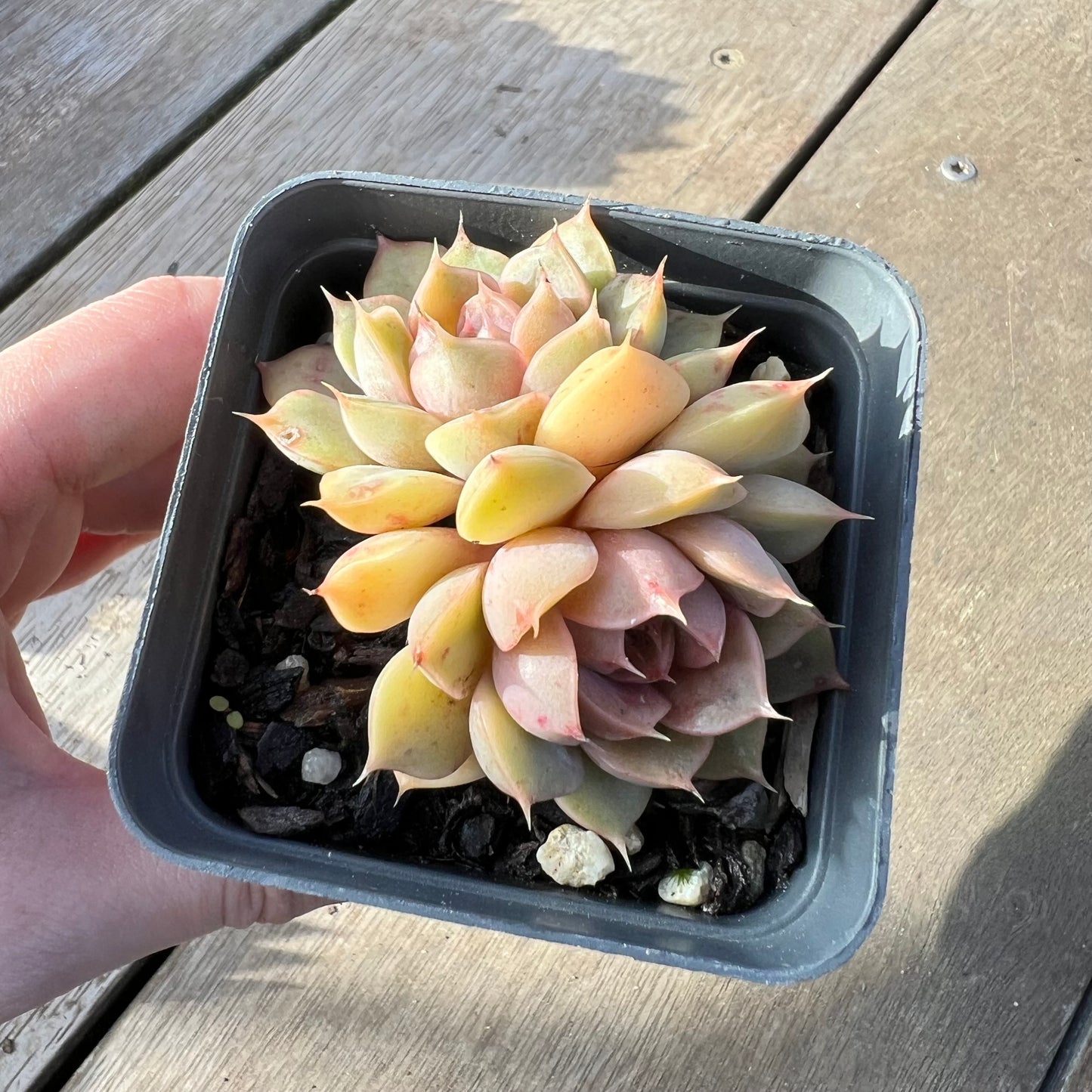 2008 Echeveria Pop Candy