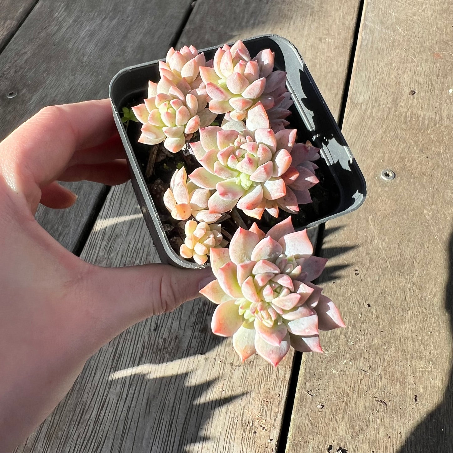 2008 粉蔓/子持白莲