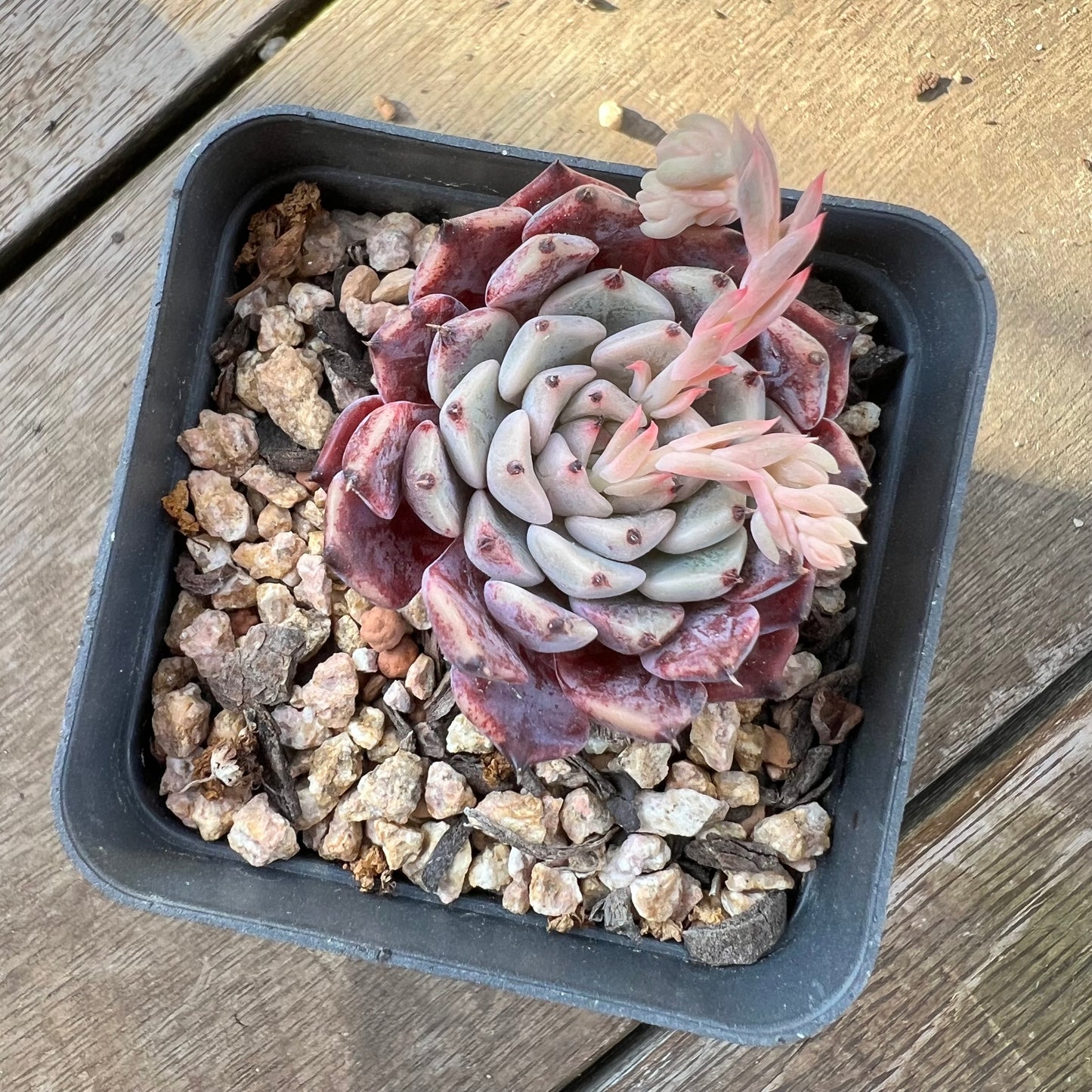 2008 Echeveria Sarahime Botan