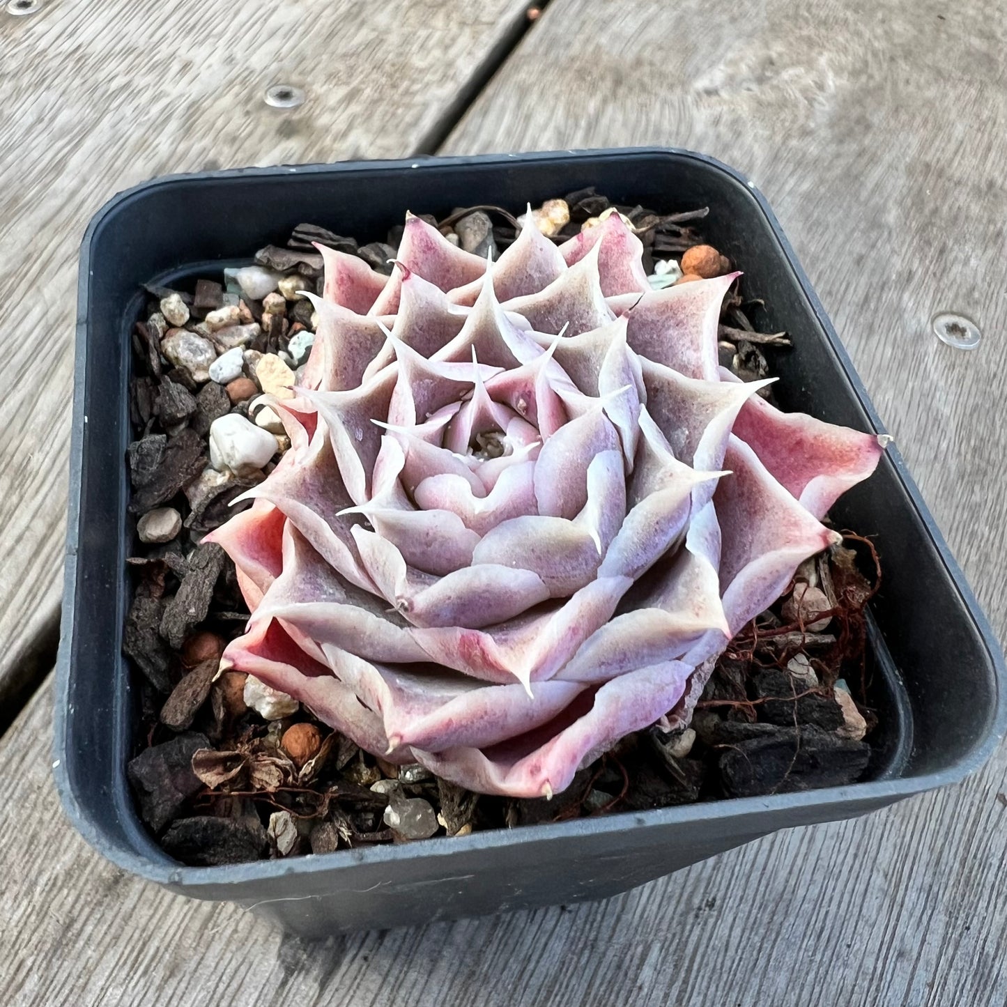 2008 Echeveria Simulans 'Stancy'