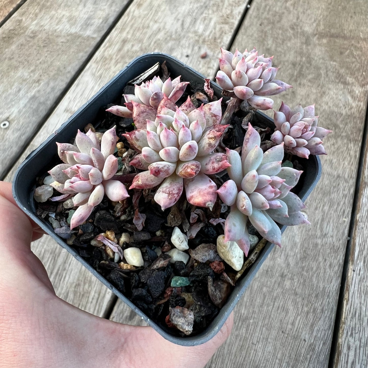 2008 Echeveria ‘Chrissy N Ryan’