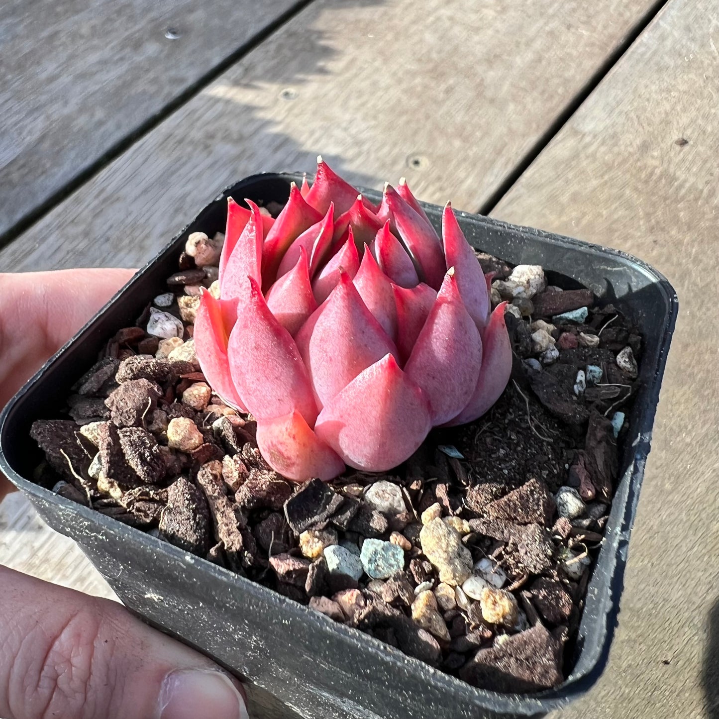2008 Echeveria 'Lotus Lantern'