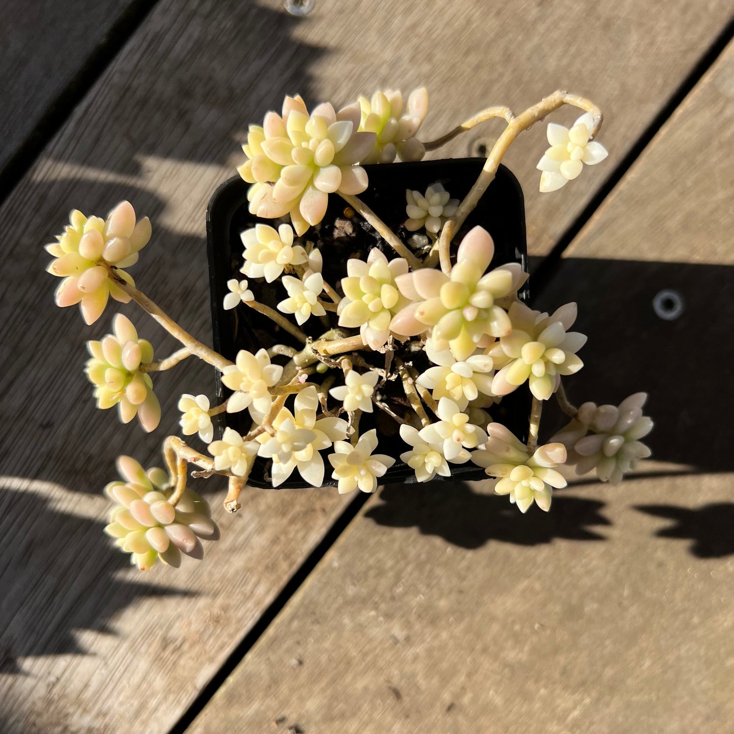 2008 Graptopetalum Mirinae Variegated