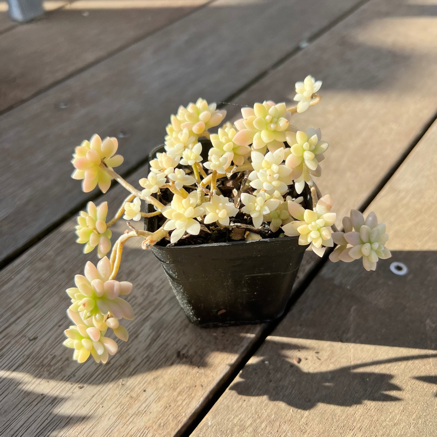 2008 Graptopetalum Mirinae Variegated
