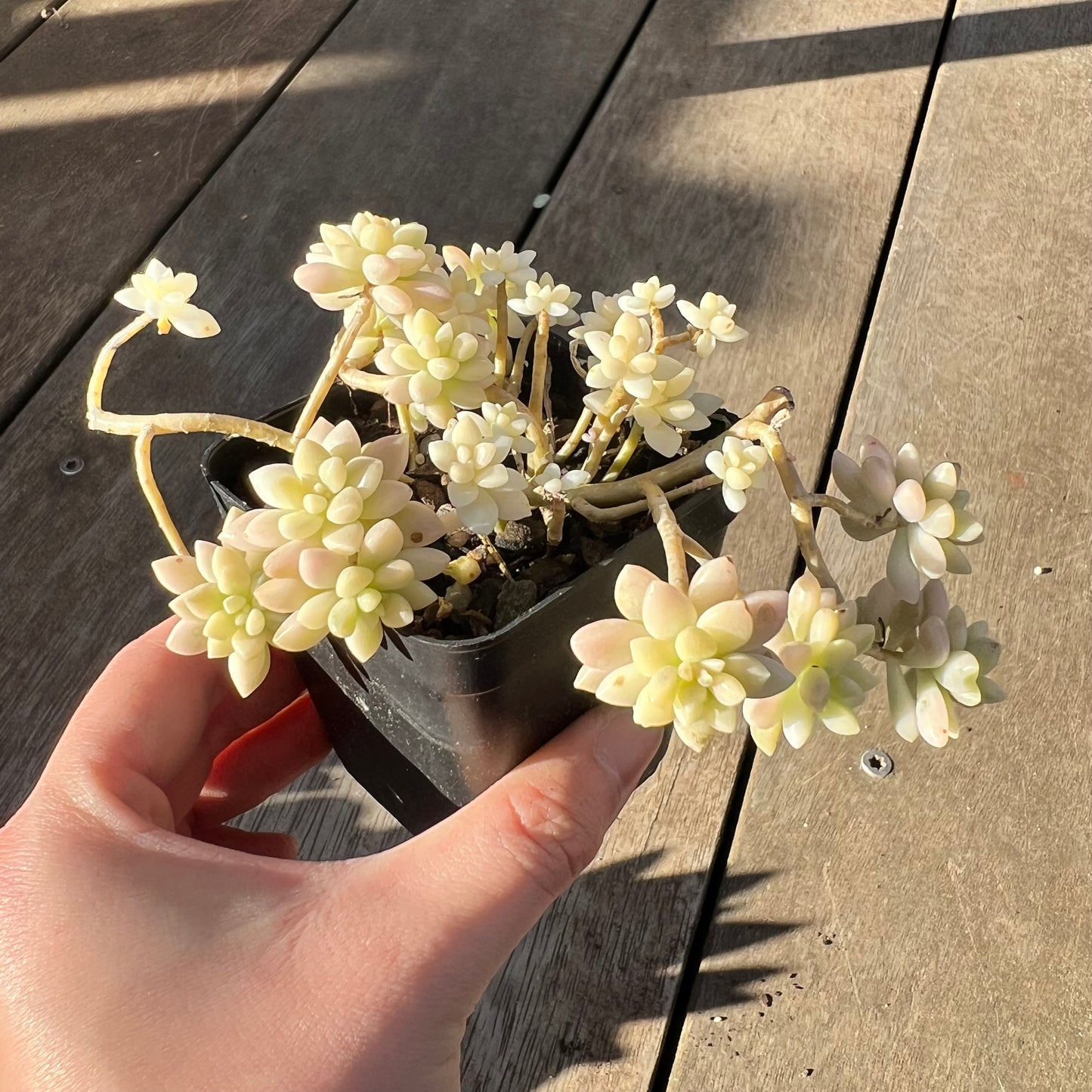 2008 Graptopetalum Mirinae Variegated