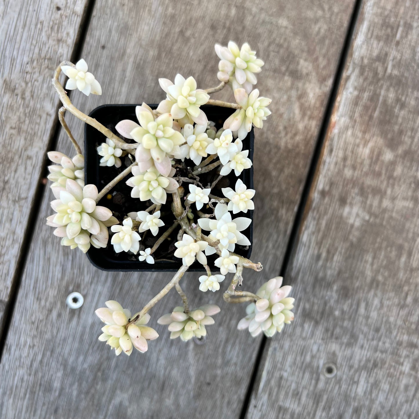 2008 Graptopetalum Mirinae Variegated
