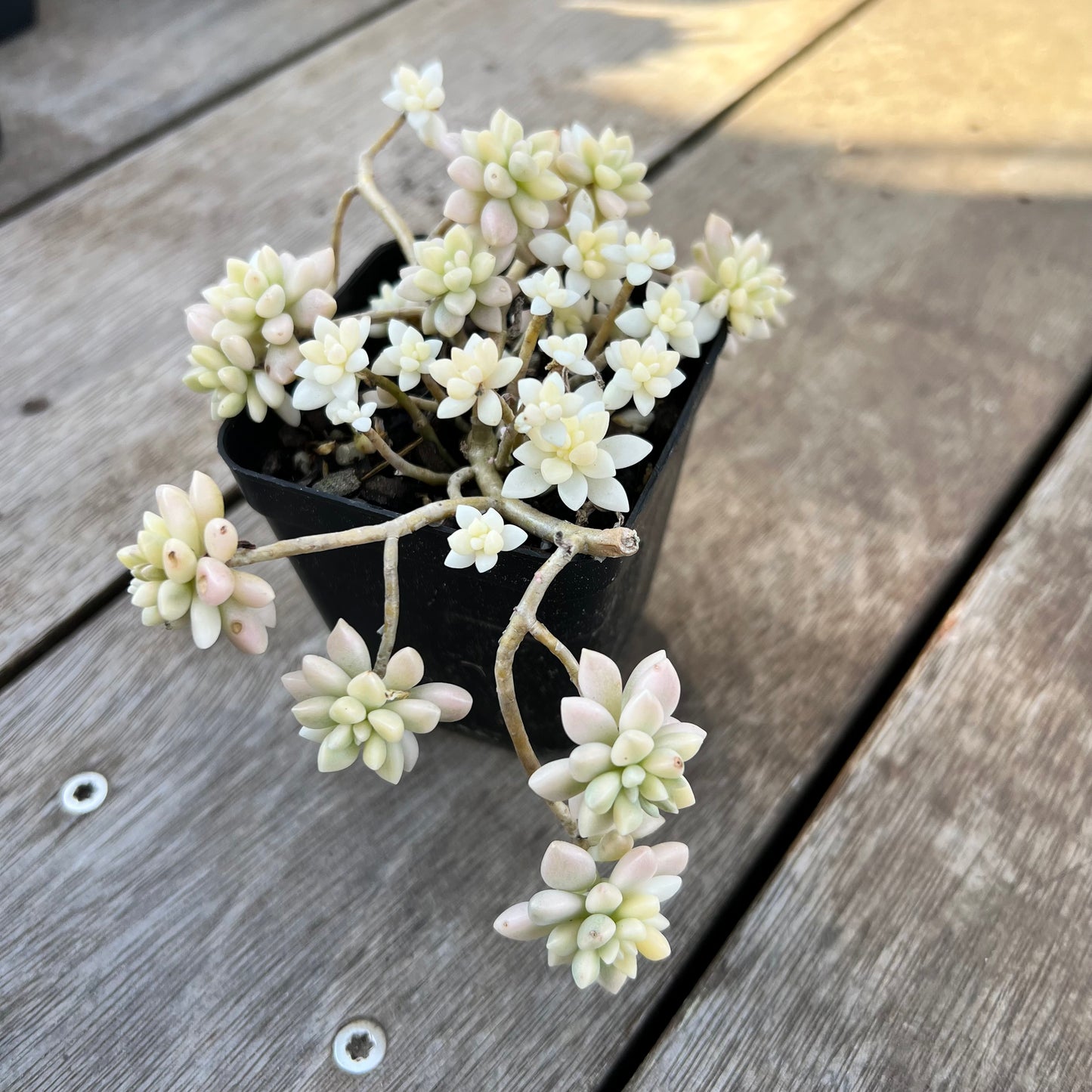 2008 Graptopetalum Mirinae Variegated