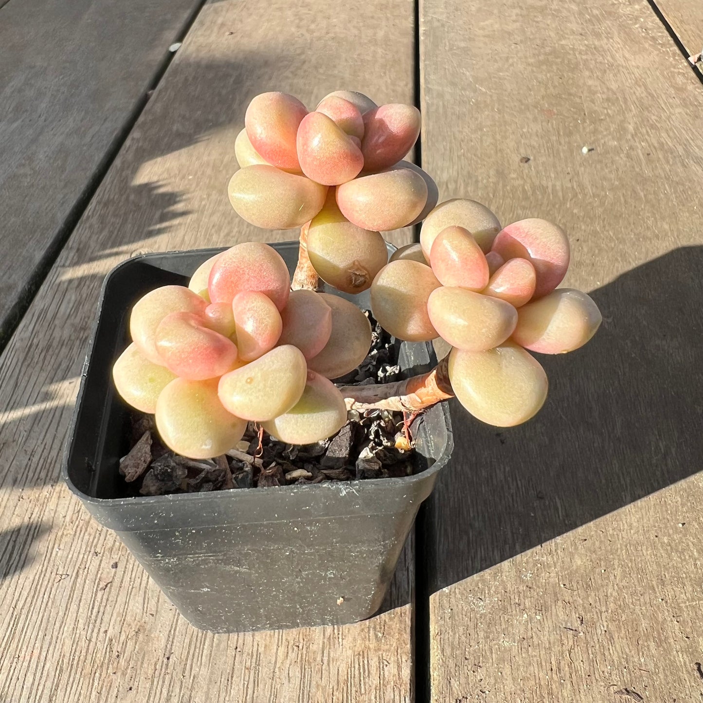 2008 Graptoveria Avant Garde