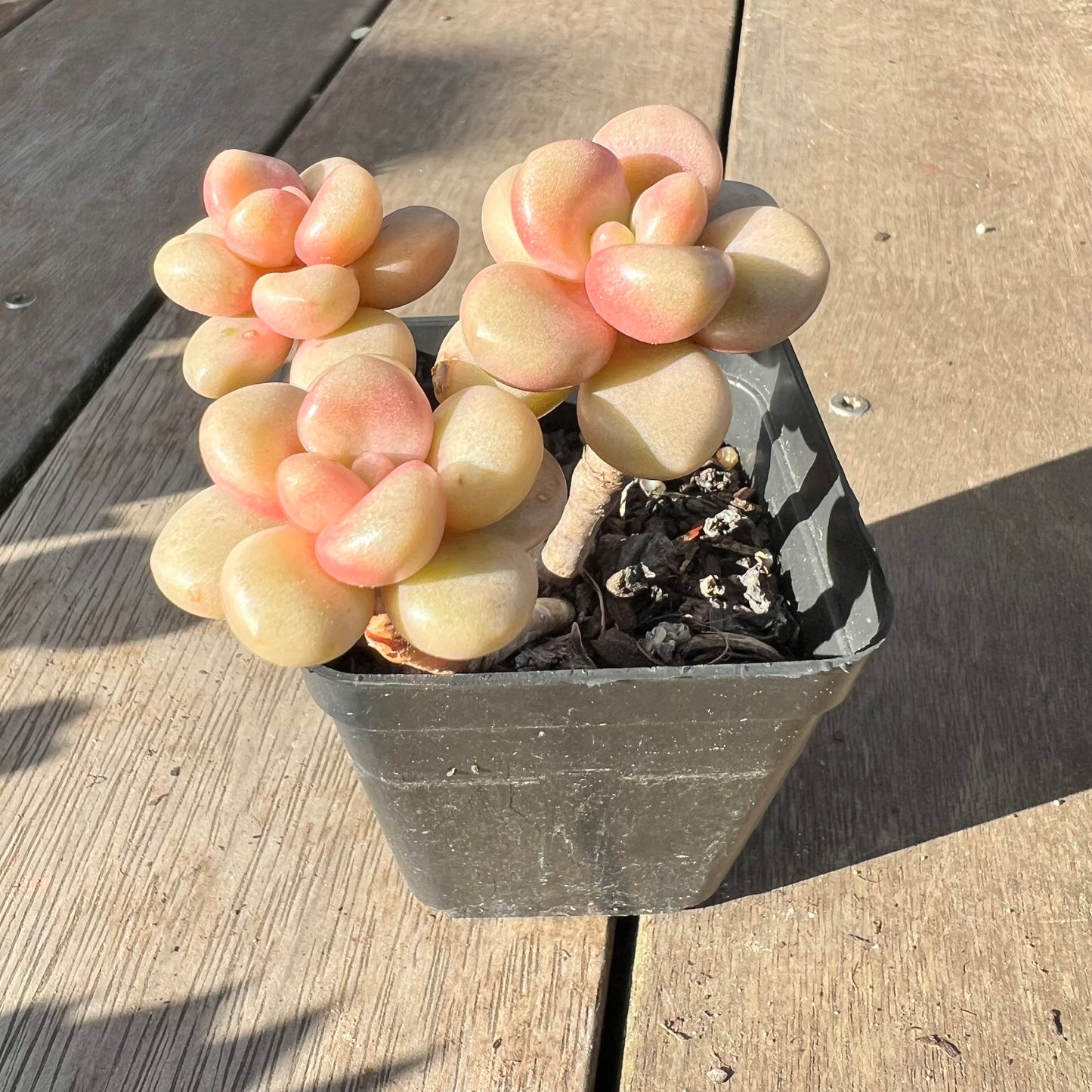 2008 Graptoveria Avant Garde