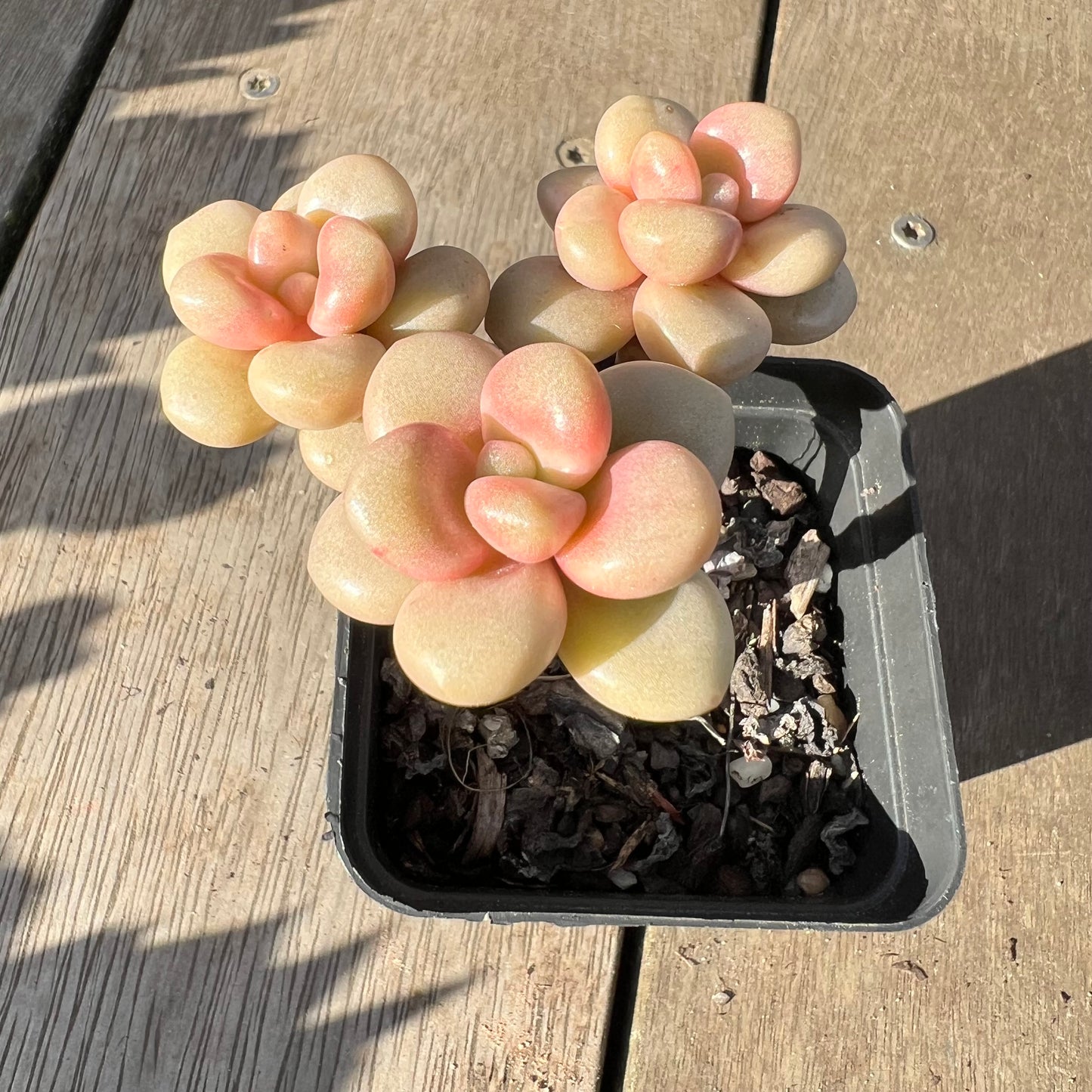 2008 Graptoveria Avant Garde