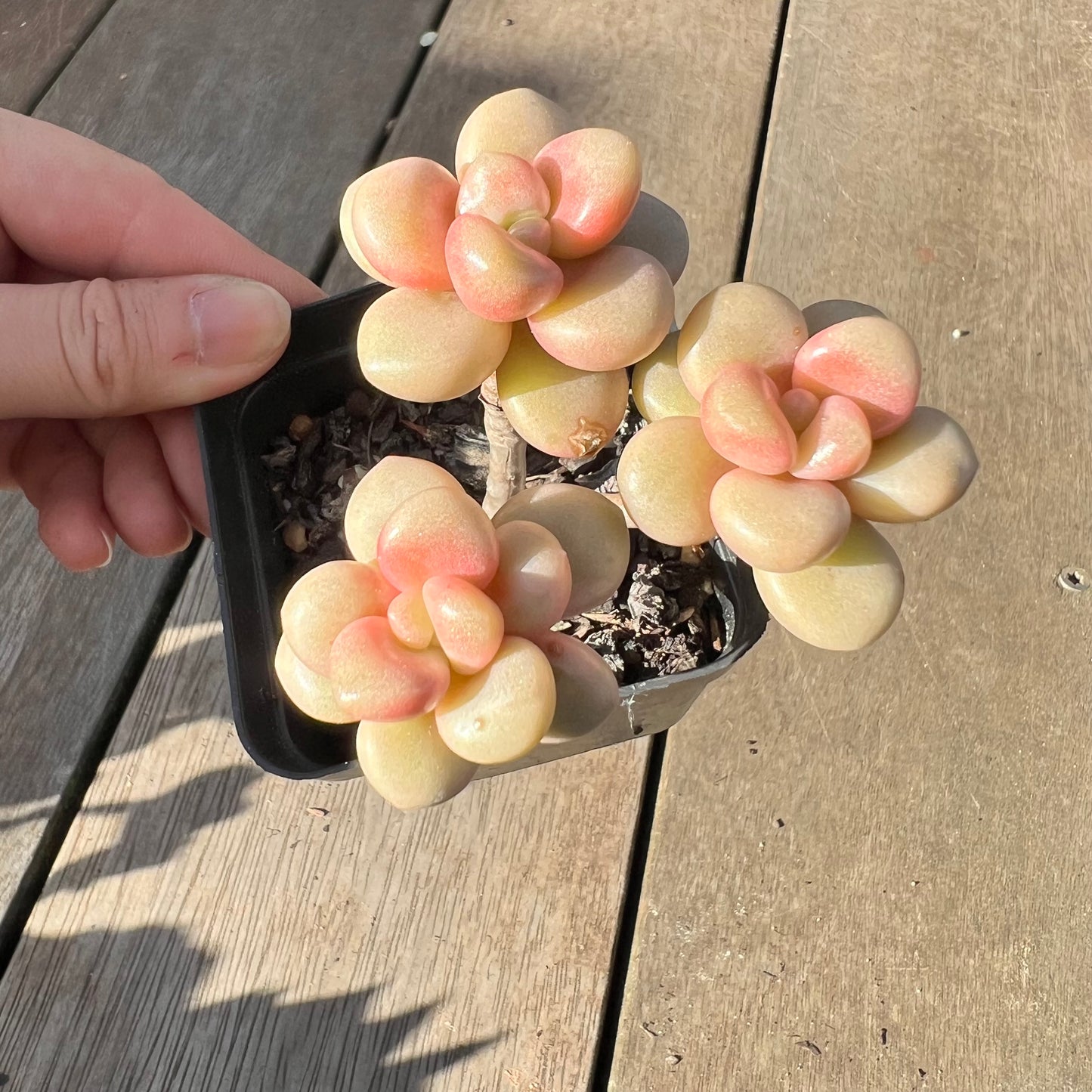 2008 Graptoveria Avant Garde