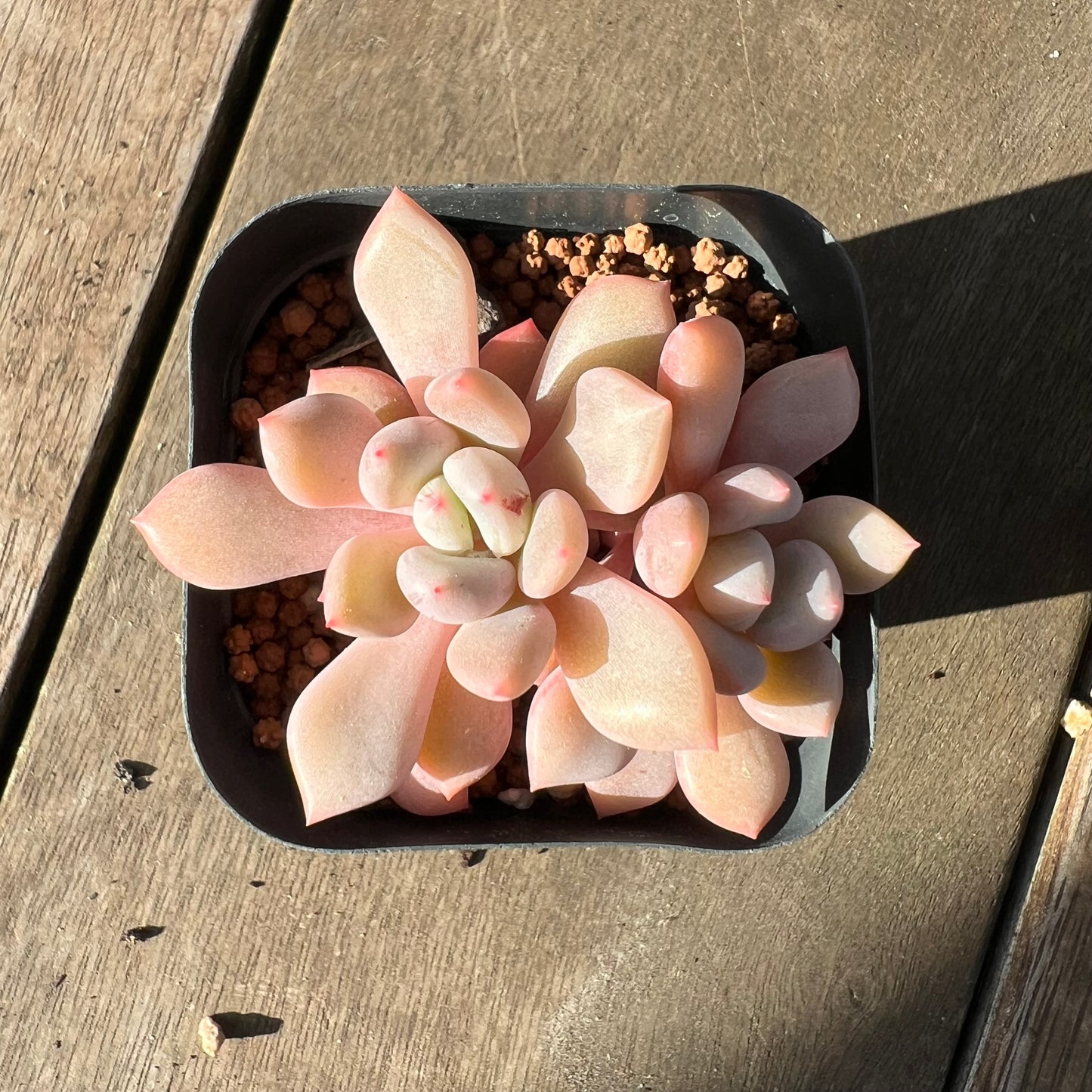 2008 Graptoveria Orange Sherbet