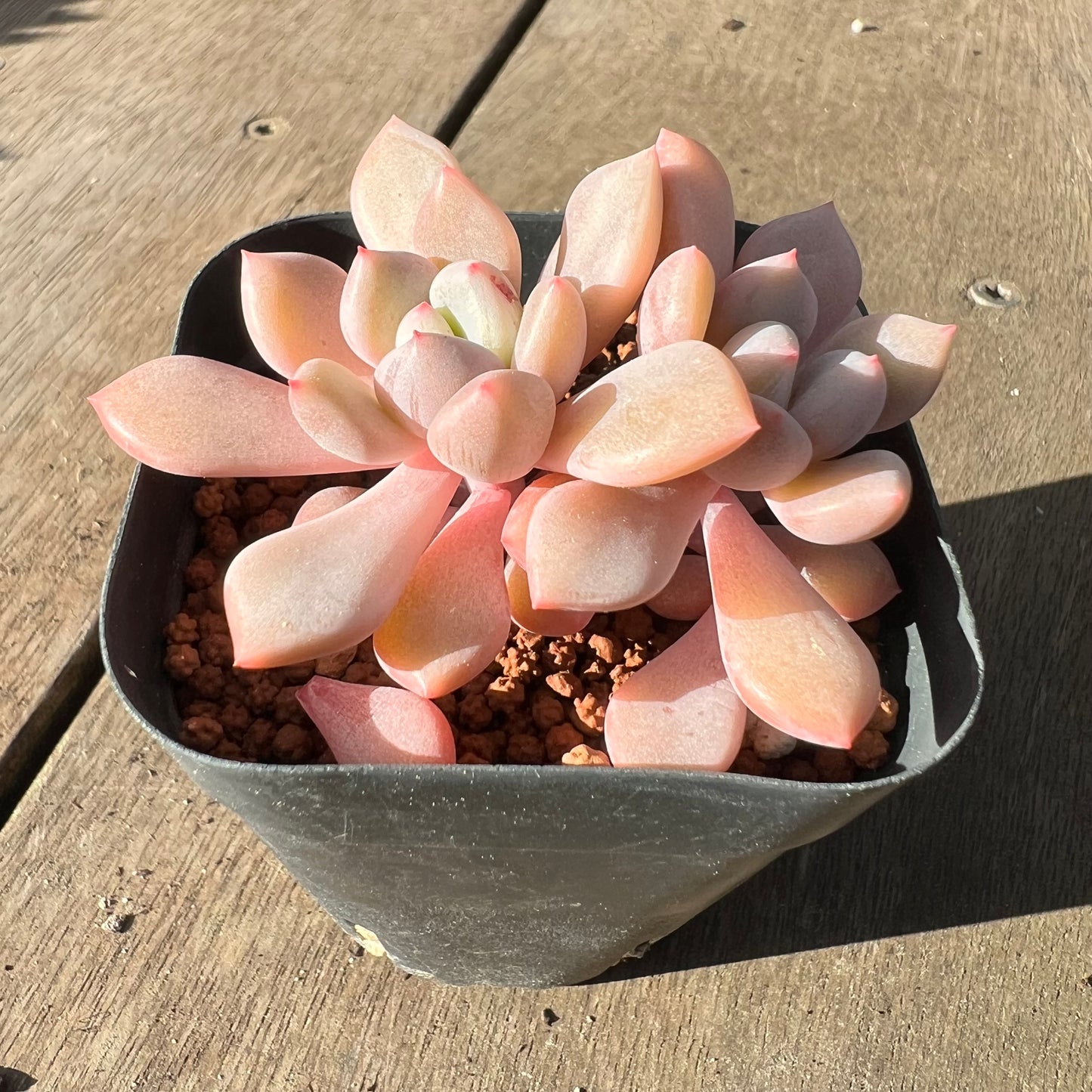 2008 Graptoveria Orange Sherbet