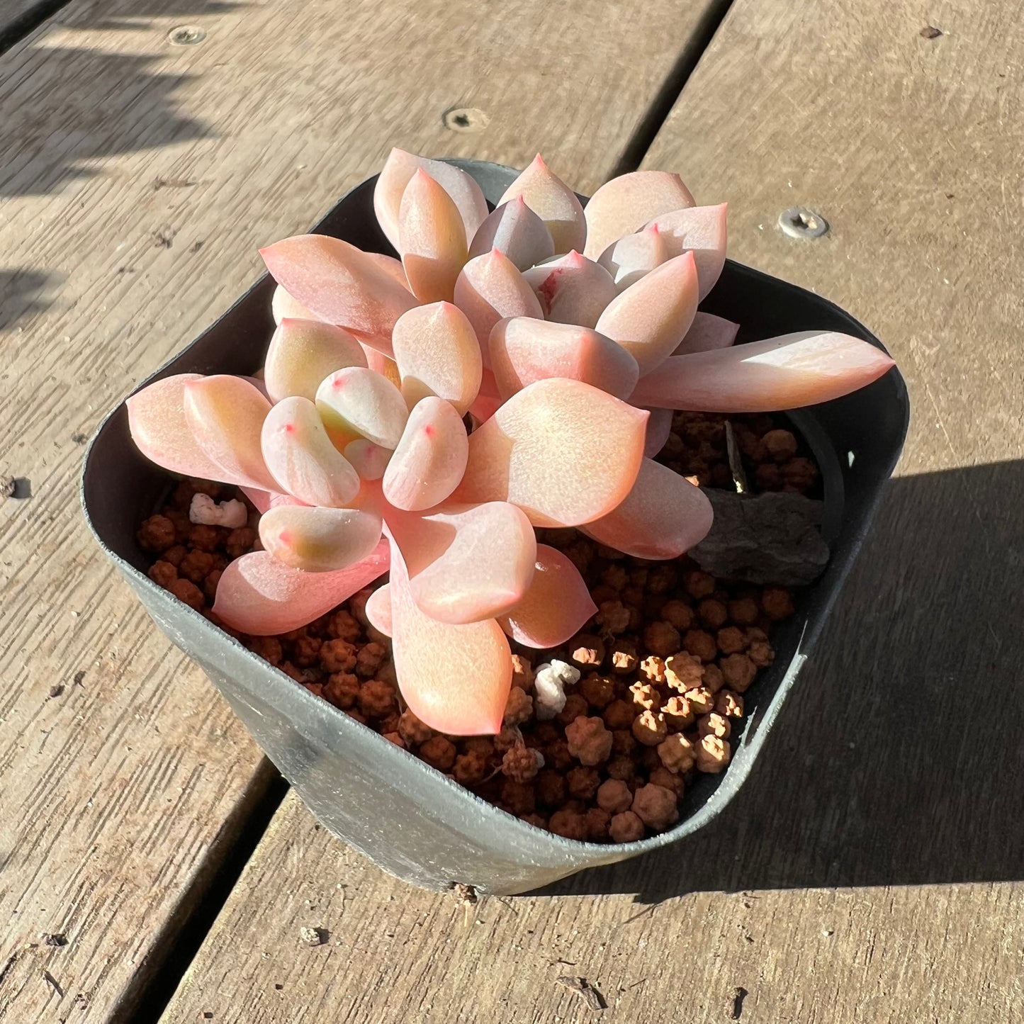 2008 Graptoveria Orange Sherbet